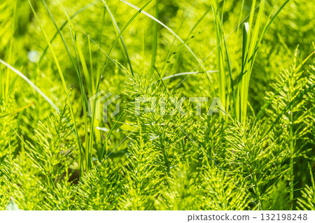 Wood horsetail (Equisetum sylvaticum) growing in the forest close up. Equisetum arvense, the field horsetail or common horsetail. Perennial herb 132198248