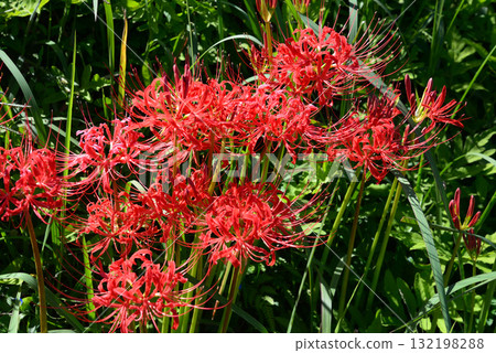 Minozawa Red Spider Lily Park 2025-9-27 #54 132198288