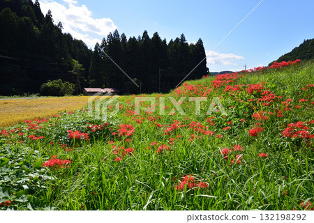 箕澤紅花石蒜公園 2025-9-27 #58 132198292