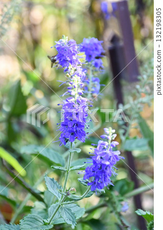 Blue-spotted Loosestrife Speedwell 132198305