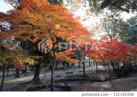 Autumn leaves in Japan, Nara Park 132198306