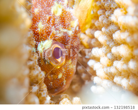 A scorpionfish (yg) lives in bleached coral. Beautiful coral reefs and schools of tropical fish. Kerama Islands, Zamami Island, Amuro Island 132198518
