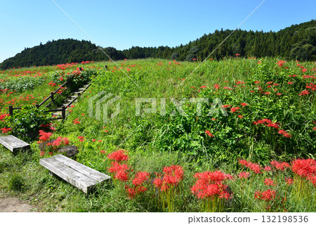 箕澤紅花石竹公園 2025-9-27 #63 132198536