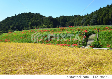 Minozawa Red Spider Lily Park 2025-9-27 #66 Minozawa Red Spider Lily Park 2025-9-27 #66 132198539