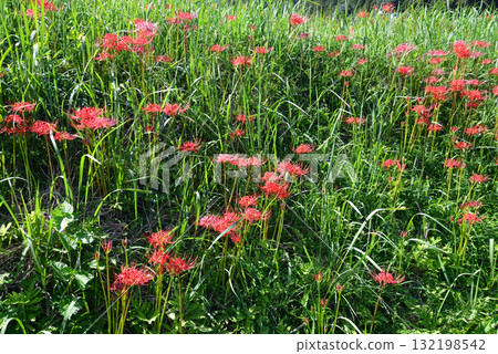 箕澤紅花石竹公園 2025-9-27 #69 132198542