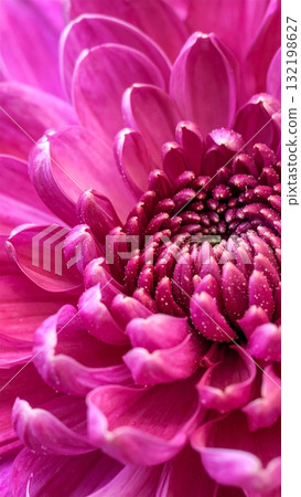 Close-up of Chrysanthemum Flower 132198627