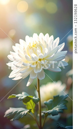 Chrysanthemums in the Garden Chrysanthemums in the Garden 132198628