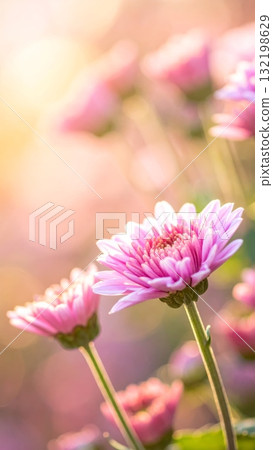 Chrysanthemums in the Garden Chrysanthemums in the Garden 132198629