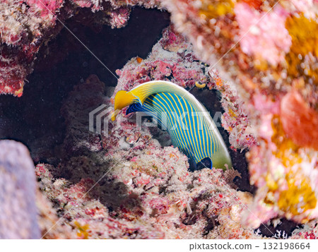 一群帝王神仙魚和其他魚類。美麗的珊瑚礁和熱帶魚群。沖繩縣島尻郡慶良間諸島座間味島和阿室島 一群帝王神仙魚和其他魚類。美麗的珊瑚礁和熱帶魚群。沖繩縣島尻郡慶良間諸島座間味島和阿室島 132198664
