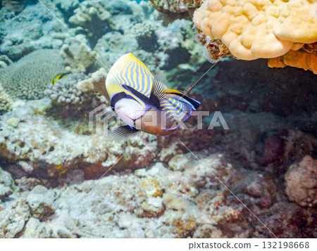 A school of Emperor angelfish and other fish. Beautiful coral reefs and schools of tropical fish. Zamami Island and Amuro Island, Kerama Islands, Shimajiri District, Okinawa Prefecture 132198668