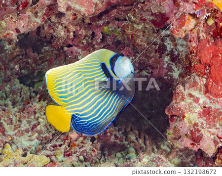 一群帝王神仙魚和其他魚類。美麗的珊瑚礁和熱帶魚群。沖繩縣島尻郡慶良間諸島座間味島和阿室島 132198672