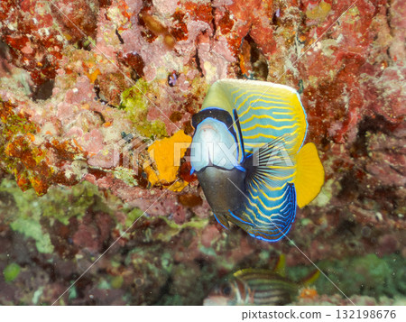 A school of Emperor angelfish and other fish. Beautiful coral reefs and schools of tropical fish. Zamami Island and Amuro Island, Kerama Islands, Shimajiri District, Okinawa Prefecture A school of Emperor angelfish and other fish. Beautiful coral reefs and schools of tropical fish. Zamami Island and Amuro Island, Kerama Islands, Shimajiri District, Okinawa Prefecture 132198676