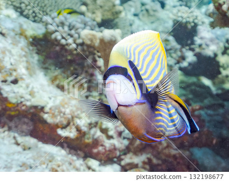 一群帝王神仙魚和其他魚類。美麗的珊瑚礁和熱帶魚群。沖繩縣島尻郡慶良間諸島座間味島和阿室島 132198677