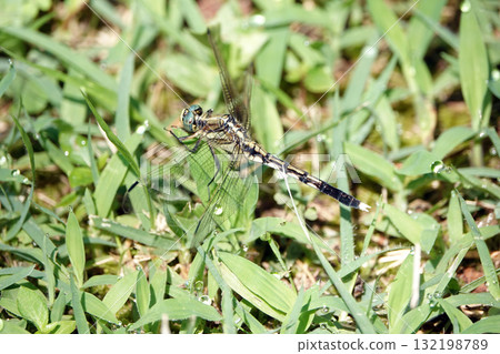 鹽卡拉通博 鹽卡拉通博 132198789