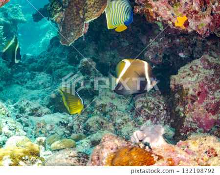 A school of Emperor angelfish, giant bannerfish, and other fish. Beautiful coral reefs and schools of tropical fish. Amuro Island, Kerama Islands 132198792
