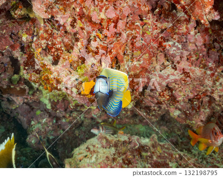 A school of Emperor angelfish, giant bannerfish, and other fish. Beautiful coral reefs and schools of tropical fish. Amuro Island, Kerama Islands 132198795