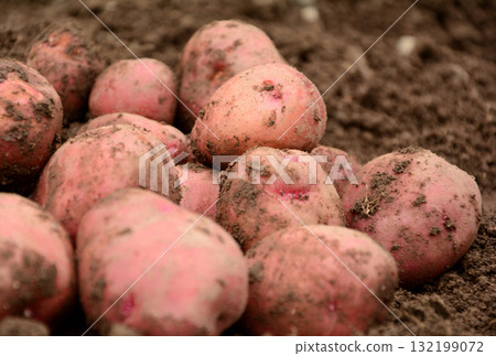 Harvested potatoes Harvested potatoes 132199072