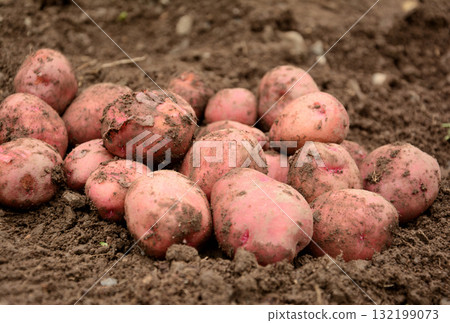 Harvested potatoes Harvested potatoes 132199073