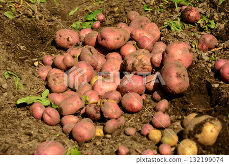 Harvested potatoes Harvested potatoes 132199074