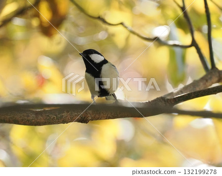 黃葉和大山雀 黃葉和大山雀 132199278