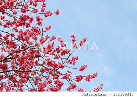 Kanahazakura盛開 Kanahazakura盛開 132199313