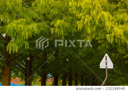 秋天水杉Namiki 132199540