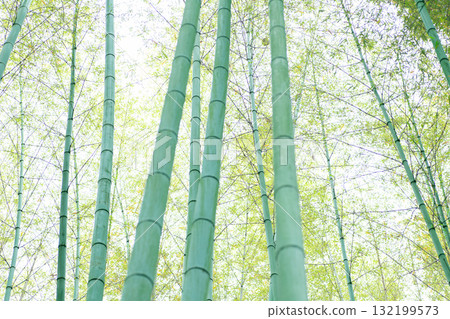 Fresh green bamboo forest and sunlight filtering through the leaves seen from below Fresh green bamboo forest and sunlight filtering through the leaves seen from below 132199573