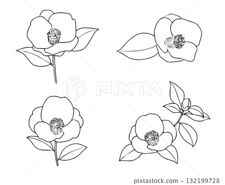 Camellia line drawing illustration set Camellia line drawing illustration set 132199728