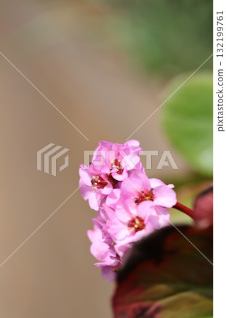 Himalayan snowbell in full bloom, vertical position 132199761