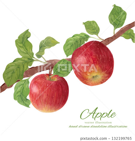 樹枝上的蘋果的水彩向量插圖 132199765