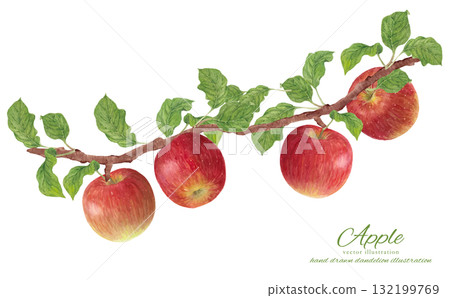 樹枝上的蘋果的水彩插圖 132199769