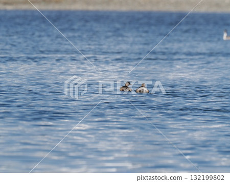 Rear view of two little grebes floating on the water Rear view of two little grebes floating on the water 132199802