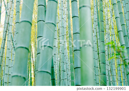 茂密的竹林,新鮮的綠葉 茂密的竹林,新鮮的綠葉 132199901