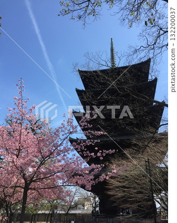春天的東寺五層塔 春天的東寺五層塔 132200037