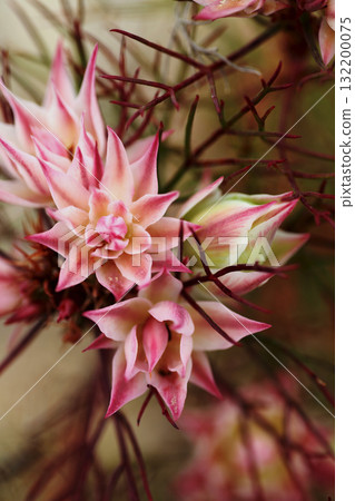 Celia flower 132200075