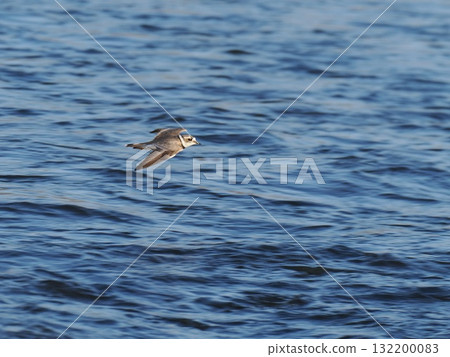 Plovers flying over the river Plovers flying over the river 132200083