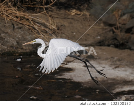 Egret, flying Egret, flying 132200183