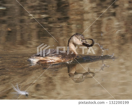 Little Grebe Catching a Fish 132200199