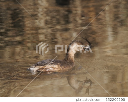 Little Grebe Catching a Fish Little Grebe Catching a Fish 132200200