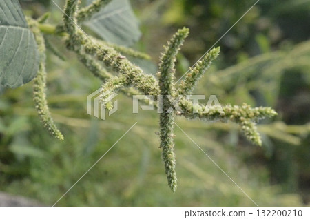 Close-Up of Green Flowering Plant with Fuzzy Texture in Natural Environment Close-Up of Green Flowering Plant with Fuzzy Texture in Natural Environment 132200210
