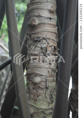 Close-up of Palm Tree Trunk Texture with Natural Pattern Close-up of Palm Tree Trunk Texture with Natural Pattern 132200214