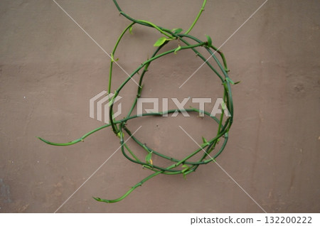 Minimal natural background with green vine on brown wall Minimal natural background with green vine on brown wall 132200222