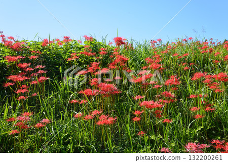 箕澤紅花石竹公園 2025-9-27 #77 132200261