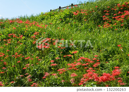 箕澤紅花石竹公園 2025-9-27 #79 箕澤紅花石竹公園 2025-9-27 #79 132200263