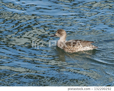 鴨子漂浮在金屬水面上 132200292