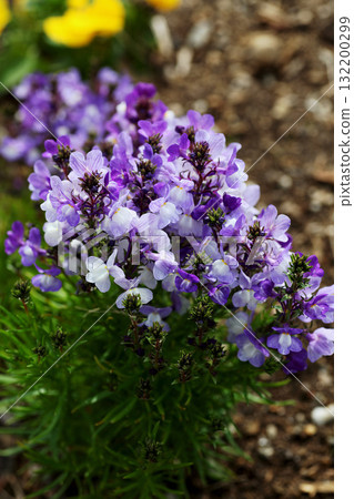 Linaria花 132200299