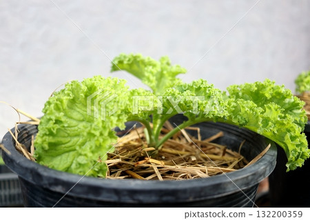 Beside view kale in pot. Beside view kale in pot. 132200359