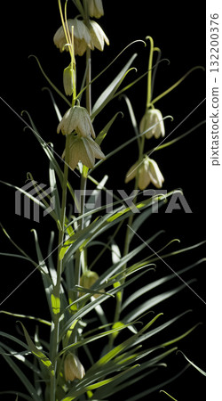Bimo Lily 132200376