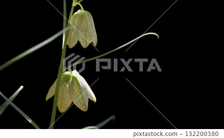 Bimo Lily Bimo Lily 132200380