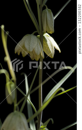 Bimo Lily Bimo Lily 132200382